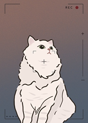 他的镜头里有我的猫